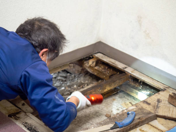 Certified Mold Removal in Madison, NJ