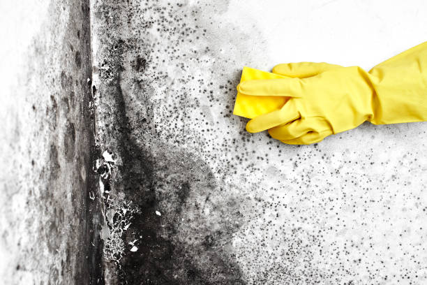 Best Certified Mold Removal  in Madison, NJ
