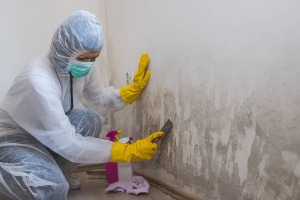Best Black Mold Removal  in Madison, NJ