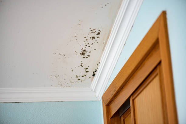Crawl Space Mold Removal in Madison, NJ