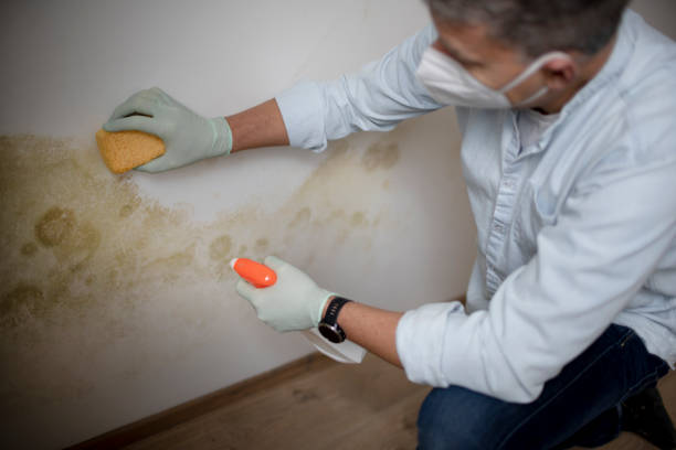 Best Best Mold Removal Companies  in Madison, NJ