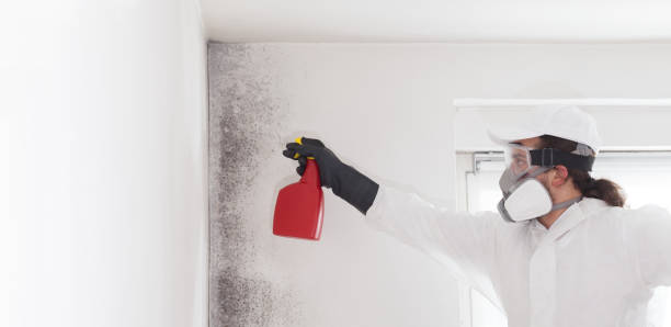 Madison, NJ Mold Removal Company