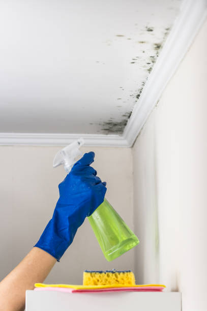 Best Residential Mold Removal  in Madison, NJ