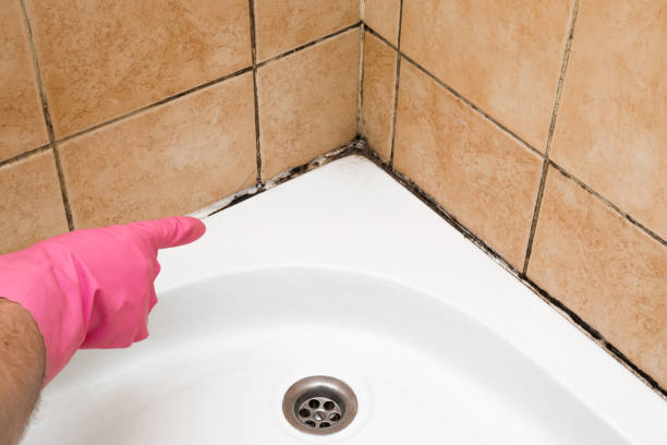 Home Mold Removal in Madison, NJ