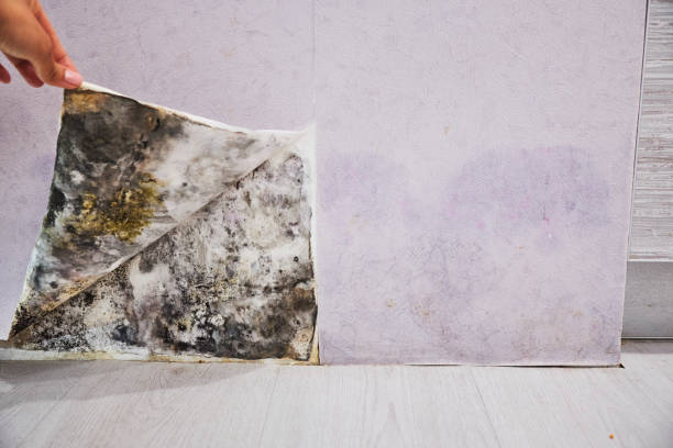 Best Mold Testing and Removal  in Madison, NJ